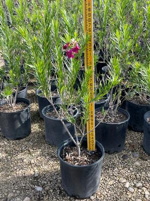 #5| 2.5' Ave. Ht.| Taken: 10/23/2025