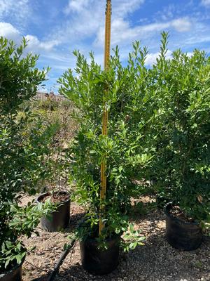 #15| 5.5' Ave. Ht.| Taken: 10/07/2025