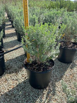 #15| 2' Ave. Ht.| Recently trimmed| Taken: 10/09/2025