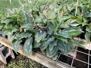 #4FL| Flats| Taken: 9/29/2025