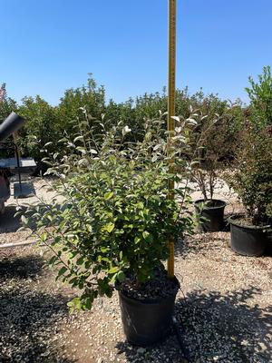 #15| 3.5' - 4' Tall| Taken: 10/02/2025