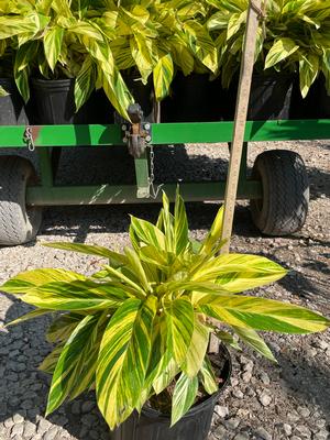 #3| 12'' - 16'' Tall| New crop| Taken: 10/02/2025