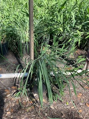 #1| 8'' - 10'' Tall| Taken: 10/28/2025