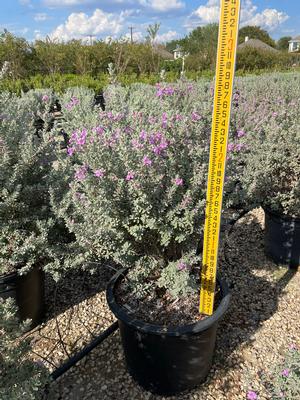 #15| 2.5' Ave. Ht.| Taken: 10/09/2025