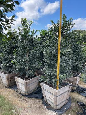 #24B| 5.5' Ave. Ht.| Taken: 10/24/2025