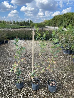 #1| 2.5' - 3' Tall| Taken: 10/25/2025