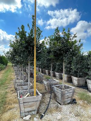 #24B| 5' - 6' Tall| Taken: 10/24/2025