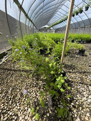 #1| 10'' - 12'' Tall| Landscape quality| Taken: 10/01/2025