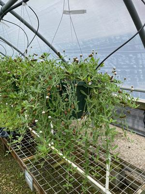 #BSK| Baskets| Taken: 10/27/2025