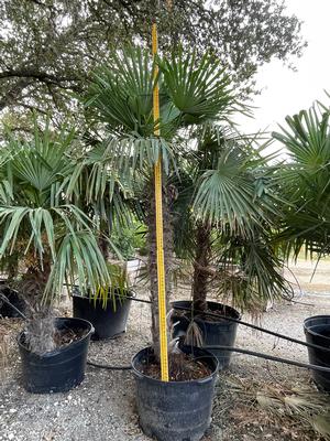 #45|3'-4.5' Trunk| 5.5'-8' Overall Ht.|Limited crop|10/23/2025