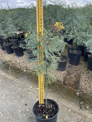 #5| 2.5' Ave. Ht.| Hardy variety| Taken: 10/25/2025