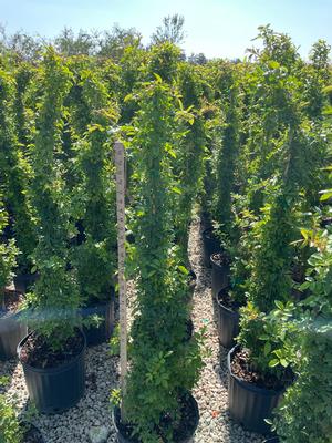 #5| Climbing Rose| 3.25' Ave.Ht.| Taken: 10/28/2025