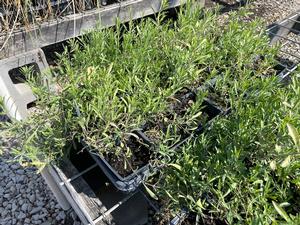 #4FL| Flats| Taken: 10/24/2025