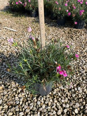 #1| 5'' - 6'' Tall| Pink|Purple|Red| Taken: 10/17/2025