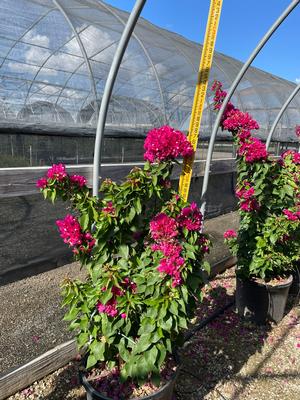 #15| 3.5' - 4' Tall| Limited crop| Taken: 10/09/2025