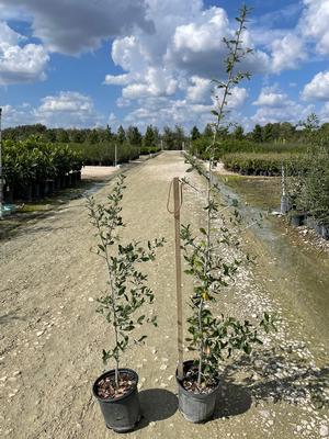 #1| 3' - 6' Tall| Taken: 10/25/2025