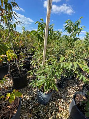 #5| 2' - 2.5' Tall| Taken: 10/17/2025