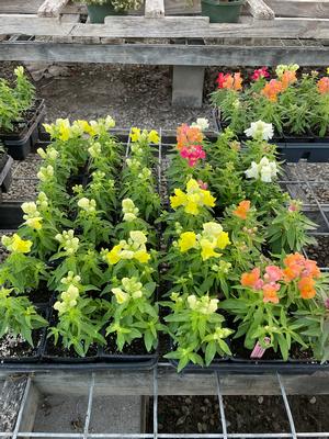 #4FL| Flats of mix| Flats of yellow| Taken: 10/04/2025