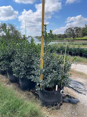 #30| 3' - 4' Tall| Taken: 10/24/2025