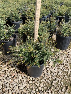 #1| 5'' Ave. Ht.| Taken: 10/22/2025