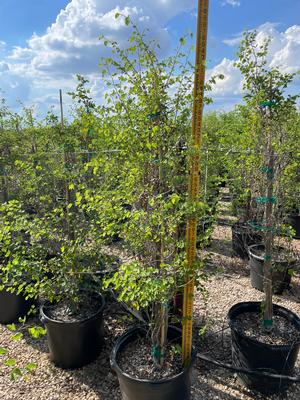 #15| 4.5' - 5.5' Tall| Light roots| Taken: 10/09/2025