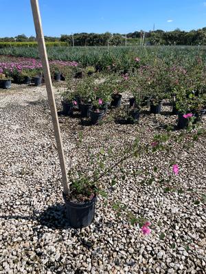 #1| 12'' - 14'' Tall| End of crop| Taken: 10/15/2025