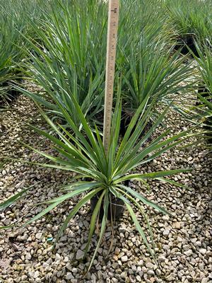 #1| 10'' - 15'' Tall| Taken: 10/28/2025