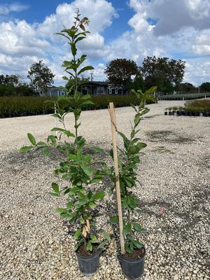 #1| 3' - 4.25' + Tall| Taken: 10/25/2025