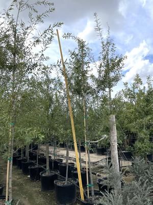 #30| 1.5''-1.75''Cal.| 10' - 13' Tall| Taken: 10/25/2025