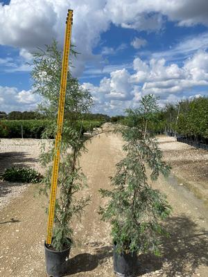 #5| 4.5' - 6' Tall| Taken: 10/25/2025