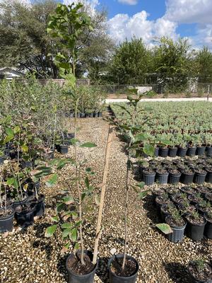 #1| 3' - 5' Tall| Taken: 10/25/2025