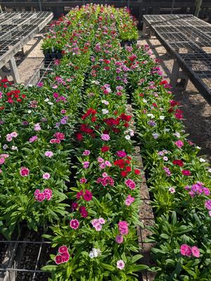 #4FL| Multiple colors in same flat!| Taken: 10/17/2025