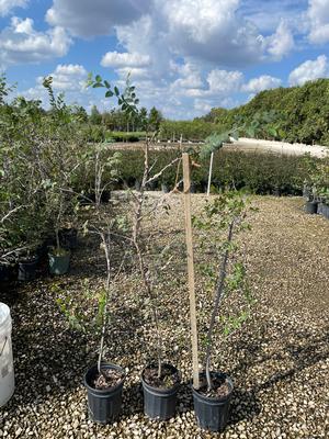 #1| 2.5' - 3.5' Tall| Taken: 10/25/2025