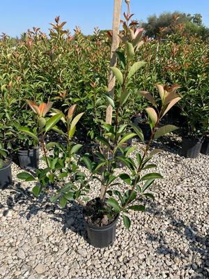 #1| 20'' - 26'' Tall| Taken: 10/02/2025