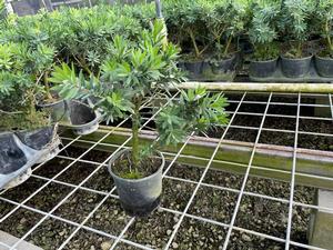 #QT|8'' - 10'' Tall| Too many in stock! Taken: 10/09/2025